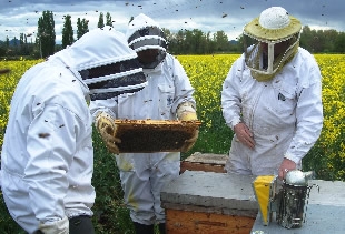 Mieux polliniser les parcelles de production des semences