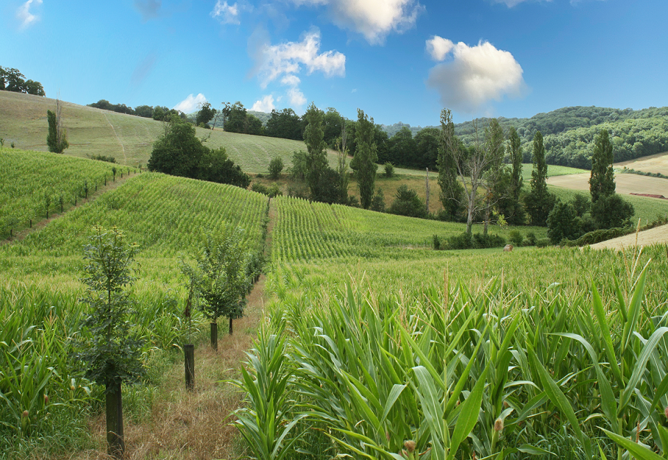 L'arbre agroforestier, ici associé à du maïs, est un maillon essentiel du cycle de la fertilité. ©Séverin-Lavoyer