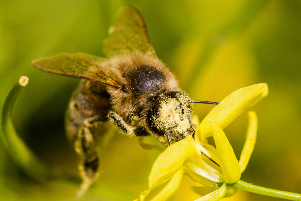 Abeille sur fleur de colza