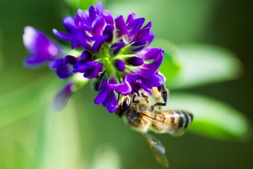 Lire :Les Légumineuses, des plantes « durables » pour les herbivores