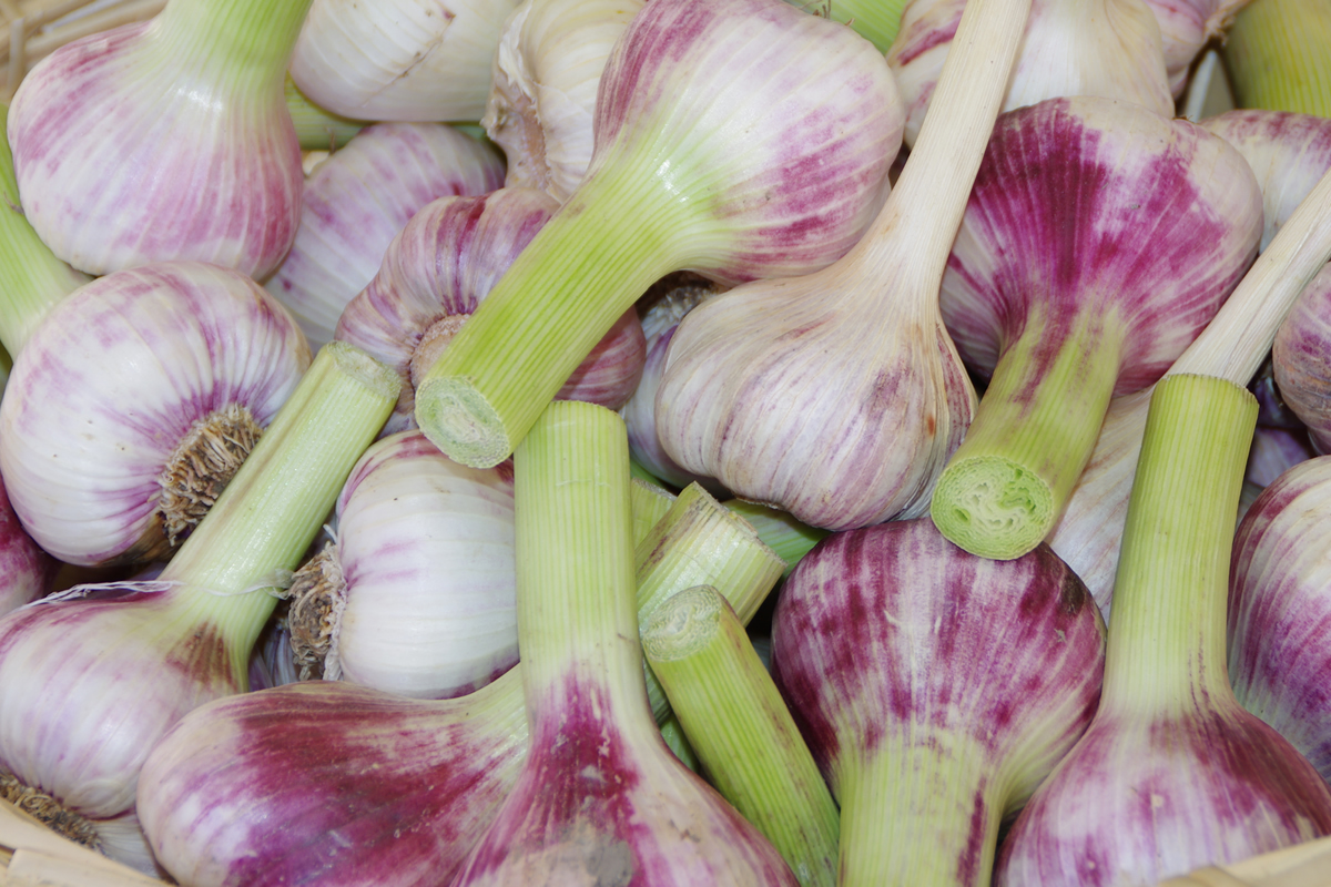 Ail en vente sur un marché © Gnis-Philippe Roux