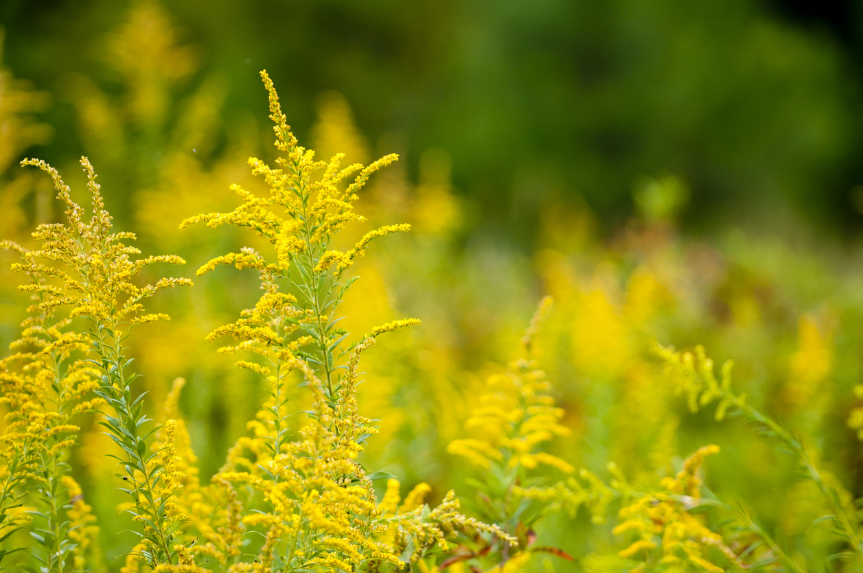 Les plantes allergisantes à éviter au jardin