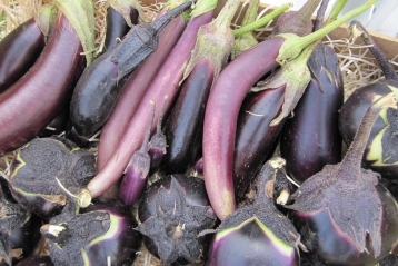 Lire :Que devient le goût des légumes ?