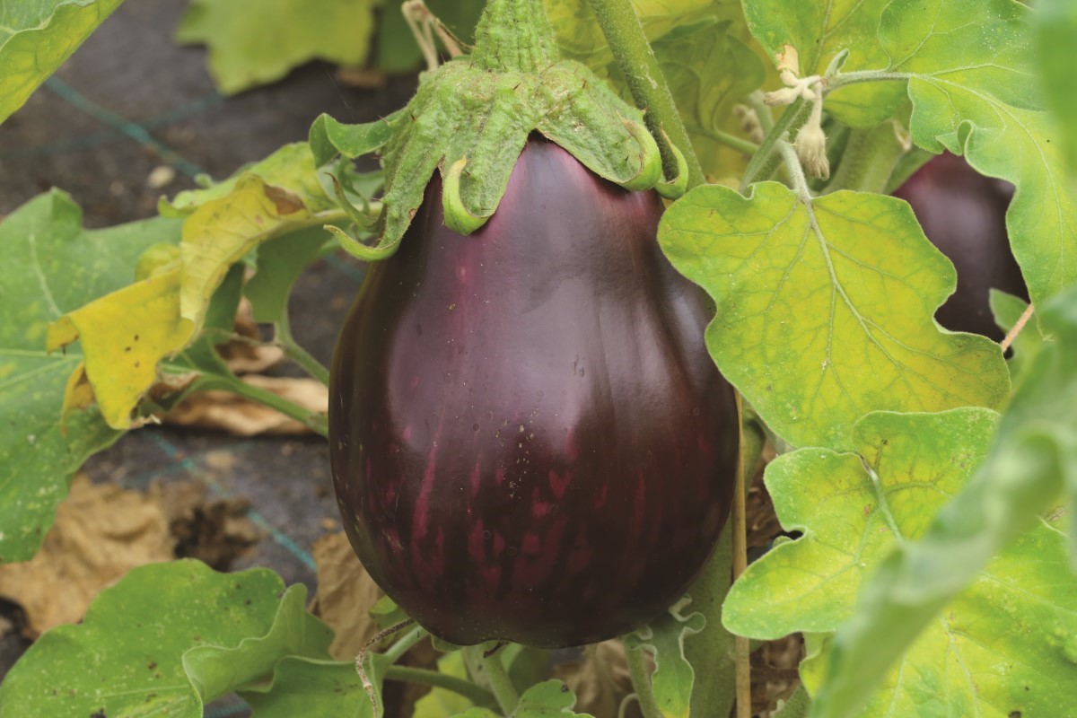 La Ferme de Sainte Marthe a bénéficié du fonds d'aide de l'interprofession des semences et plants pour le maintien de cinq variétés :  l'aubergine Monstrueuse de New York (ici en photo), la tomate Reine des Hâtives, le potiron Vert Olive, le piment Purple et la tomate Prince Borghese. ©Ferme de Sainte Marthe