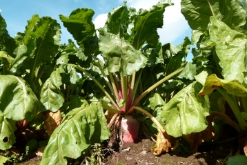 Lire :La betterave fourragère, cousine de la betterave rouge du potager