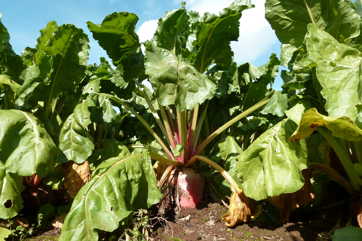 Semence de chicorée, la nouvelle plante fourragère !