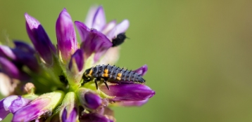 Lire :Jardins, mettez-vous tout bio !