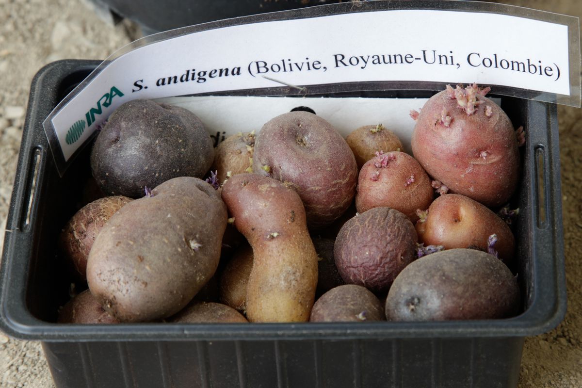 Solanum andigena, espèce voisine de la pomme de terre cultivée (journées biodiversité de 2010) © Gnis-Sidney Kapuskar