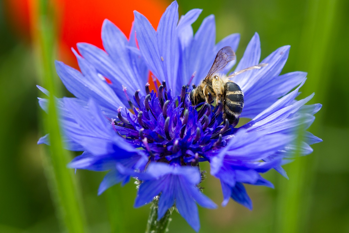 Fleur de bleuet © SEMAE-Paul Dutronc