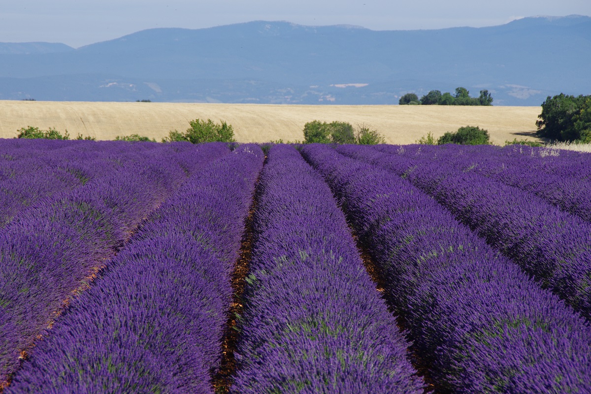 Champ de lavande © SEMAE-Philippe Roux