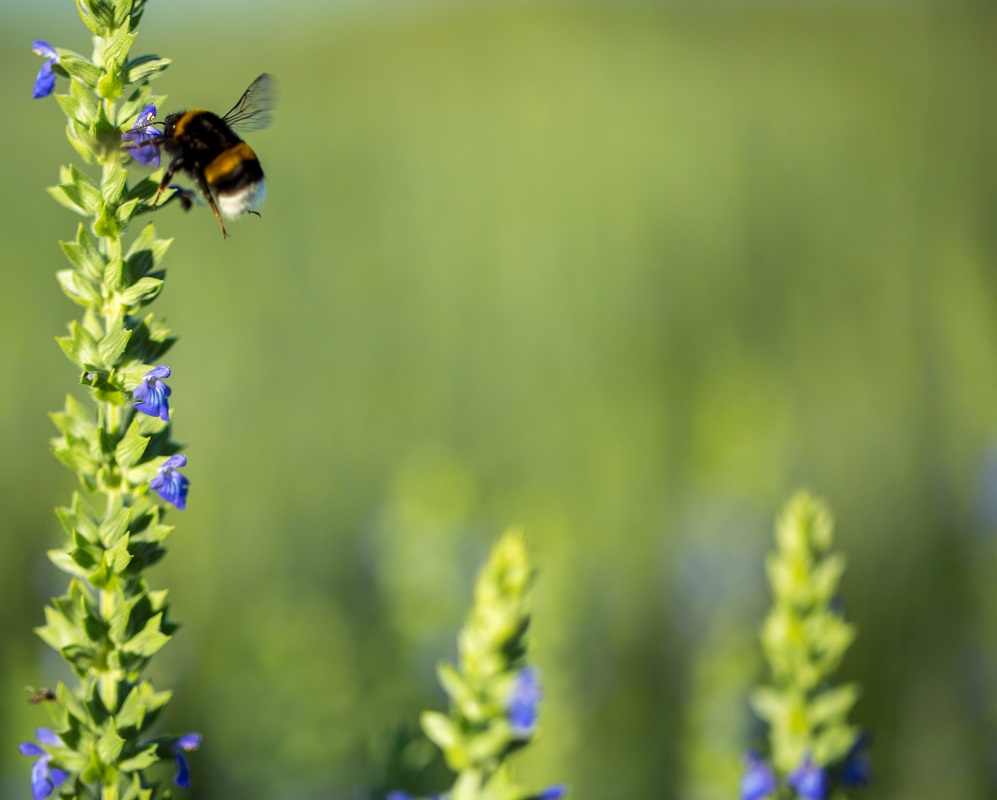 Un champ de « chia », Salvia hispanica © Chia de France