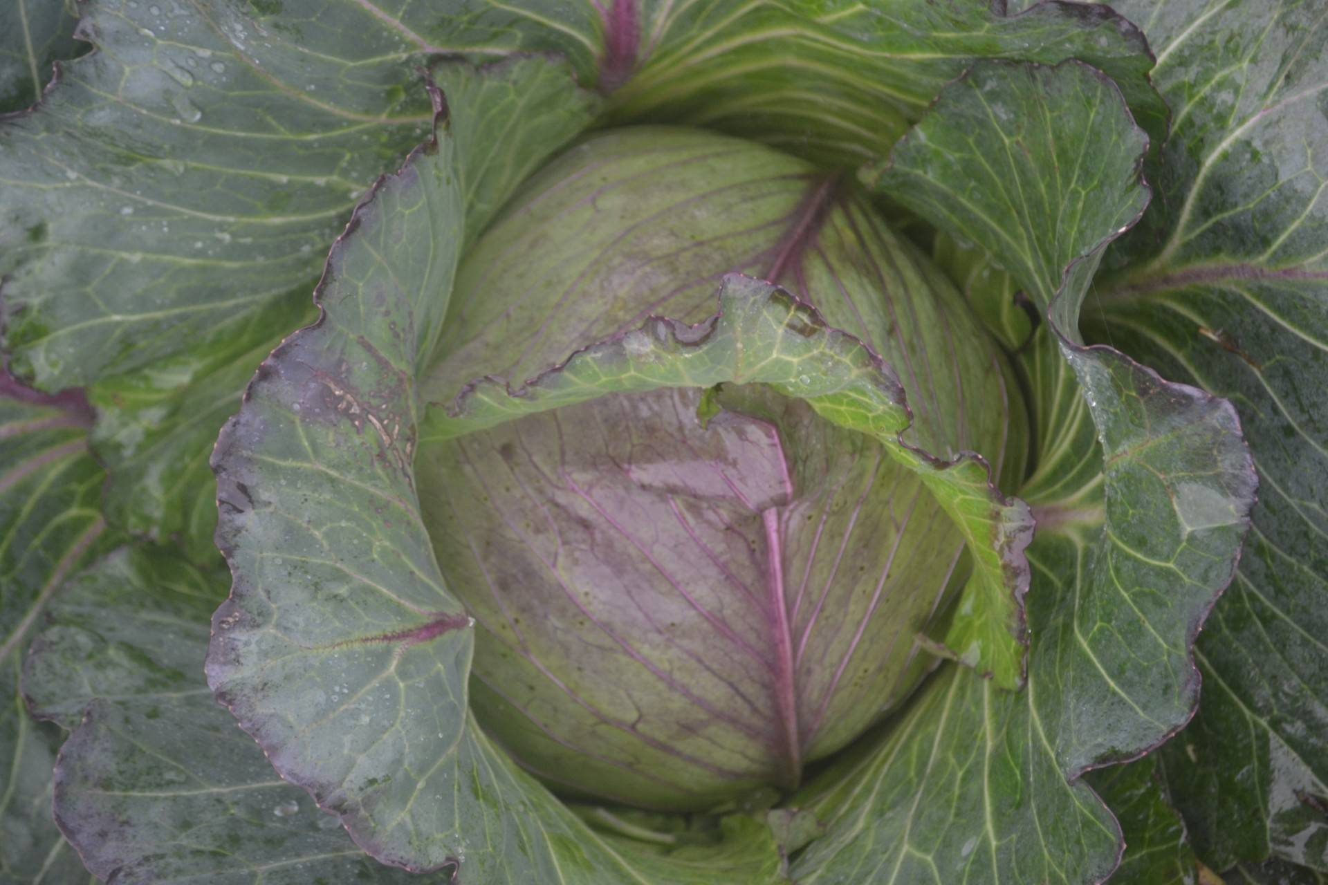 Le chou de Saint-Saëns est accessible à tous les jardiniers depuis 2015, grâce au semencier Graines Bocquet. © Centre régional des ressources génétiques des Hauts-de-France