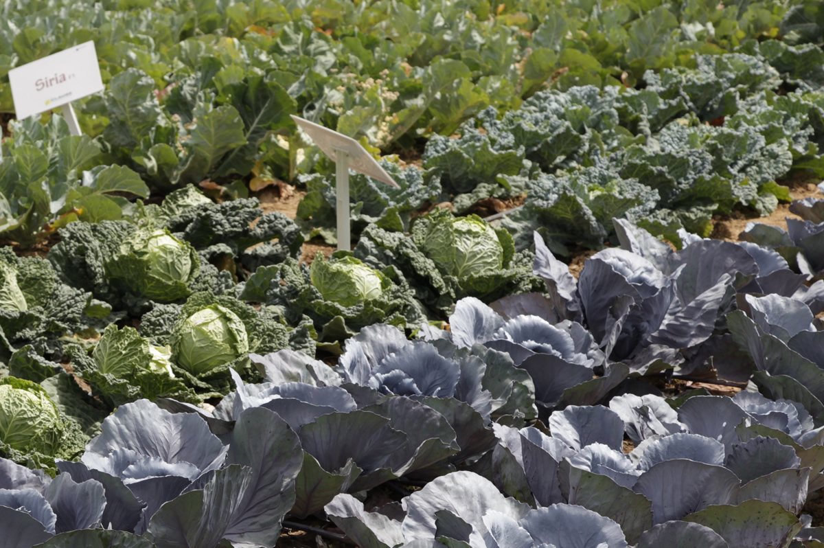 Différentes variétés de choux potagers © Gnis-Sidney Kapuskar