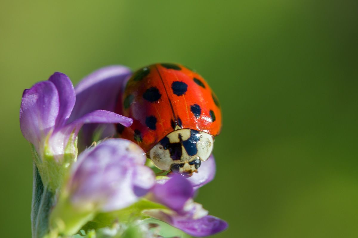 Coccinelle sur une fleur de luzerne © Gnis-Paul Dutronc