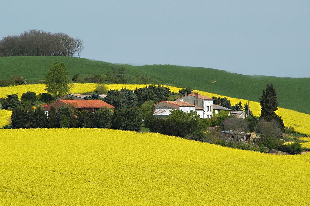 Colza oléagineux, Paysage du sud ouest © Gnis-Studio 77