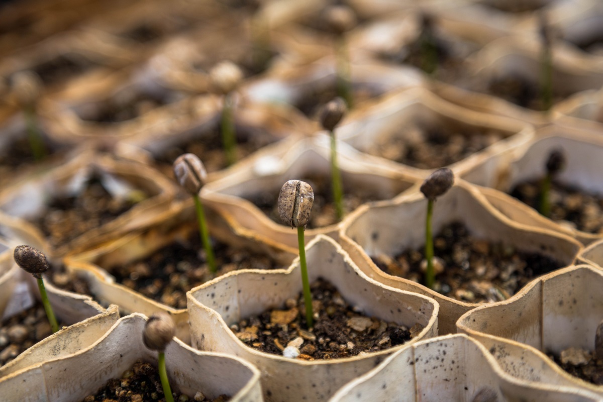 Germination de grains de café @Unsplash-christian joudrey