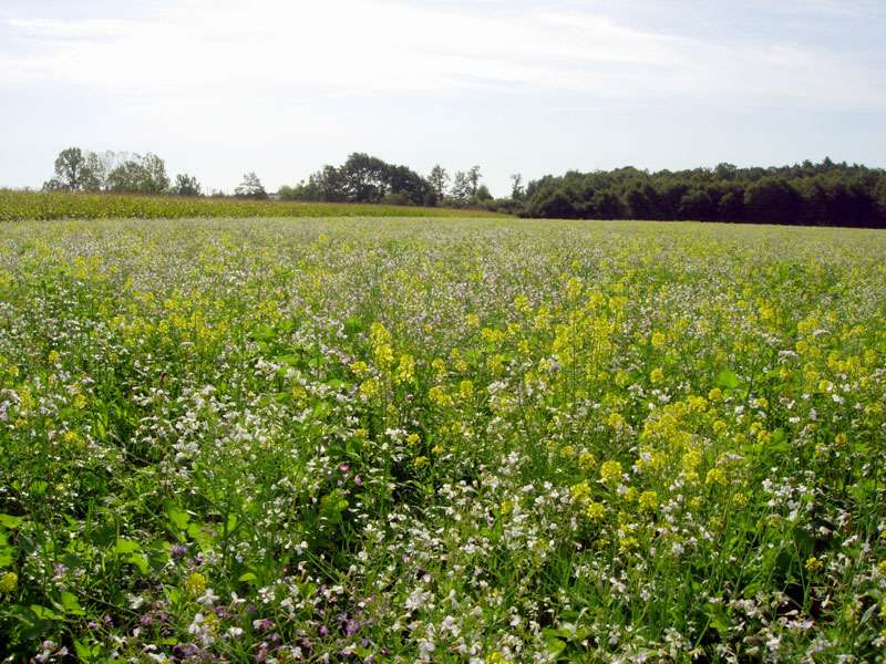 Les couverts végétaux, ici en Sologne, encouragés par l’agriculture de conservation, font partie des systèmes agricoles qui réduisent les GES. ©Agriculture de conservation - G. Bodovillé 