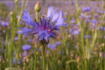 Lire :Les plantes sauvages à la reconquête des paysages