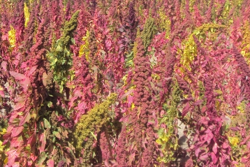 Lire :Le quinoa « la petite graine » d’or