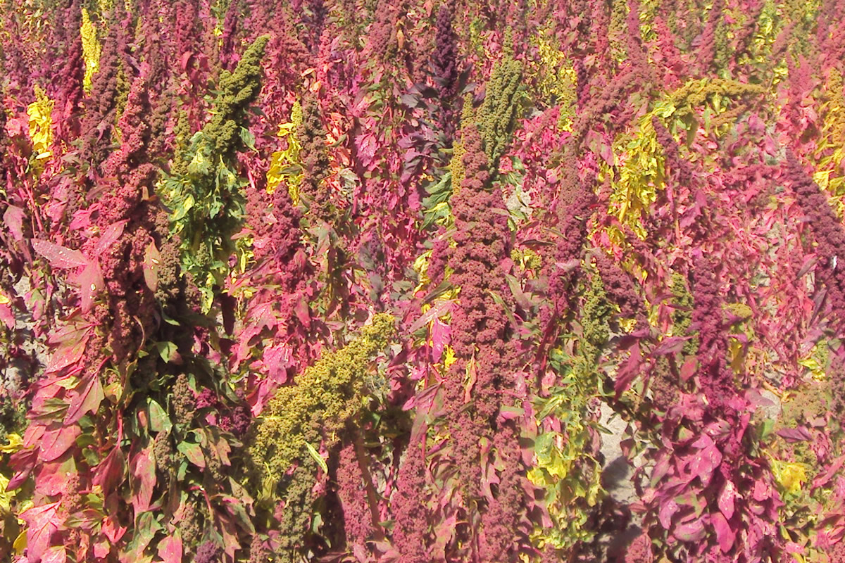 Culture du quinoa, Bolivie ©IRD - héran Victoire