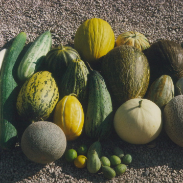 Lire :Le melon : une diversité foisonnante de types et d'usages