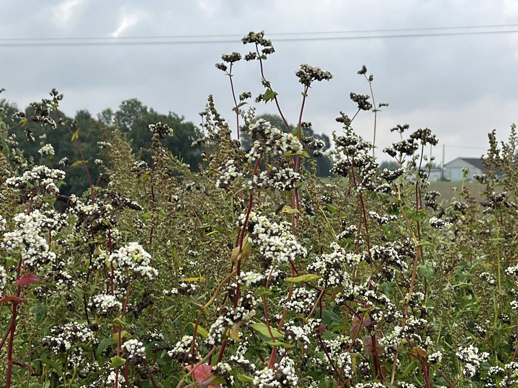 Fleurs de sarrasin « La moisson 2025 de blé noir en Bretagne s’annonce un peu faible en rendements avec 3 500 t attendues de farine IGP, mais la qualité est bien là ©ODG Blé noir tradition Bretagne