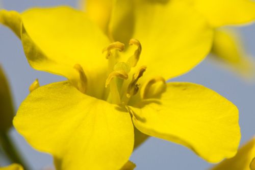 Lire :Quelles plantes peut-on transformer en biocarburants ?