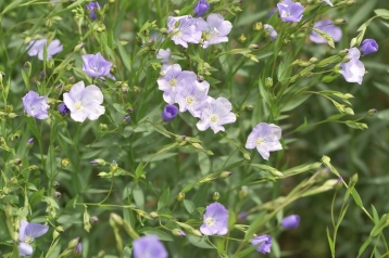 Lire :Quelle est cette fleur bleue qui habille les côtes normandes ?