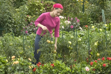 Lire :Les fleurs amies de nos légumes