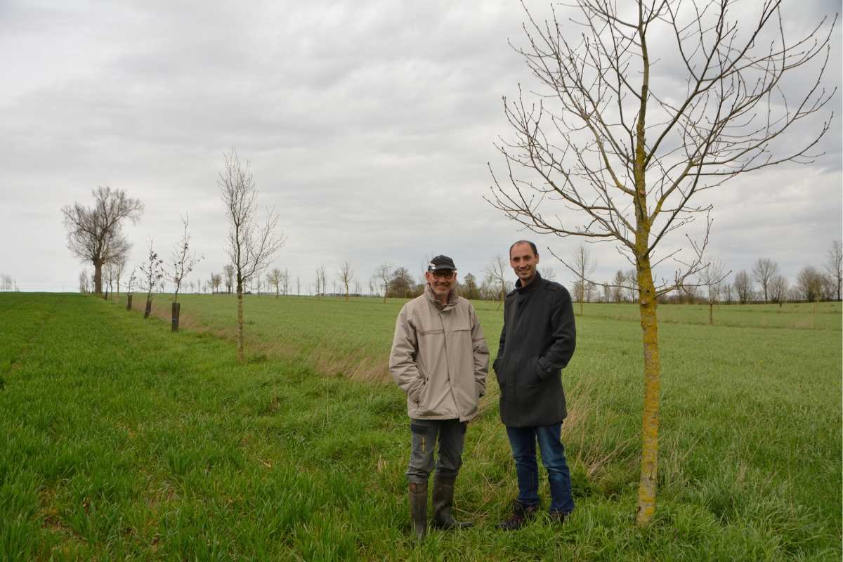 Du blé et de la luzerne sont cultivés dans cette parcelle agroforestière de 10 ha, plantée par Jean-Robert Gachet en 2013. Son fils Arnaud prend la relève. © Sabine Huet