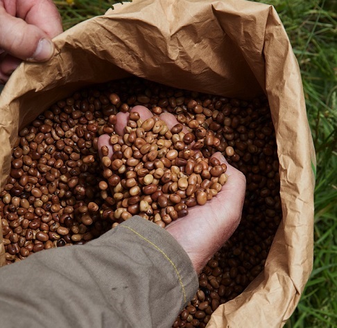 La végétalisation de l’assiette se renforce, au profit des légumineuses. Ici des féveroles. © Le Gouessant