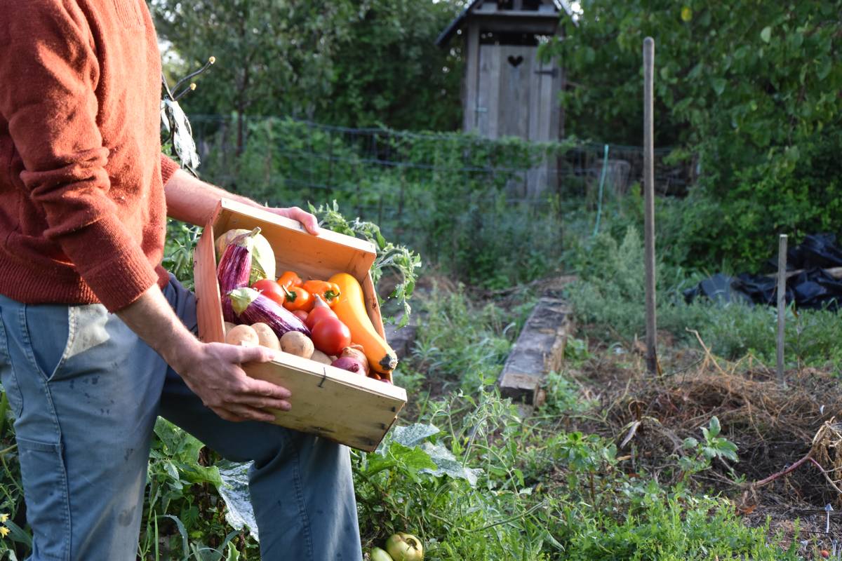 D'après une enquête SEMAE-Kantar de 2021, les jardiniers amateurs recherchent avant tout du goût et de la qualité sur les fruits et légumes qu'ils produisent. © Olivier Lévêque