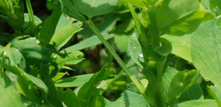 Fourragères
