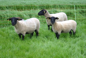 Lire :  Les plantes agricoles pour l’alimentation des animaux d'élevage