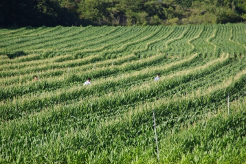 Lire :En amont de la culture du maïs, la production de semences