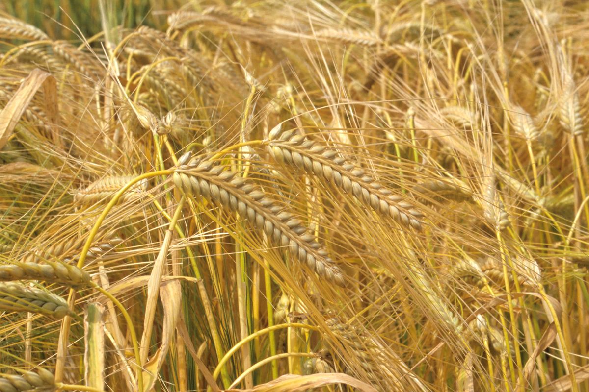 Les vertus des issues de blé