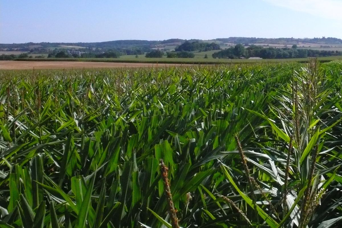 Maïs : parcelle de production de semences © Gnis-Philippe Roux