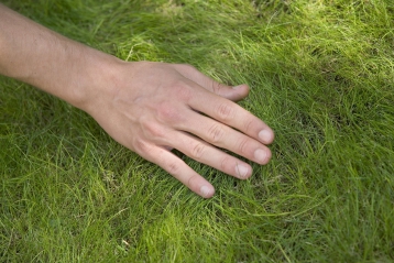 Lire :Gazon : le naturel s'enracine