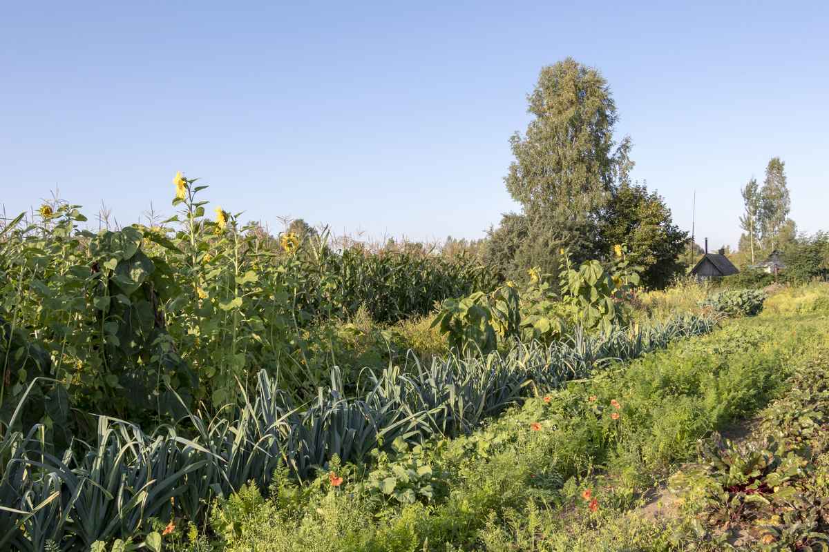 Parcelle menée en permaculture. ©iStock-Jekaterina Sahmanova