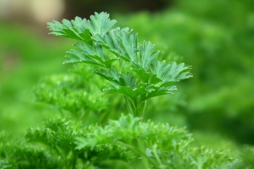 Lire :Plantes aromatiques : du goût et des vertus... pour la santé