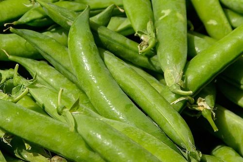 Lire :Tout savoir pour réussir les petits pois au jardin...