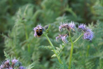 Lire :Couverts végétaux : soigner l'environnement par les plantes