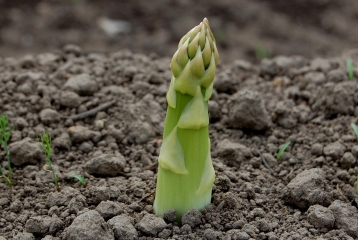 Lire :L’asperge, plus de 2 000 ans d’histoire