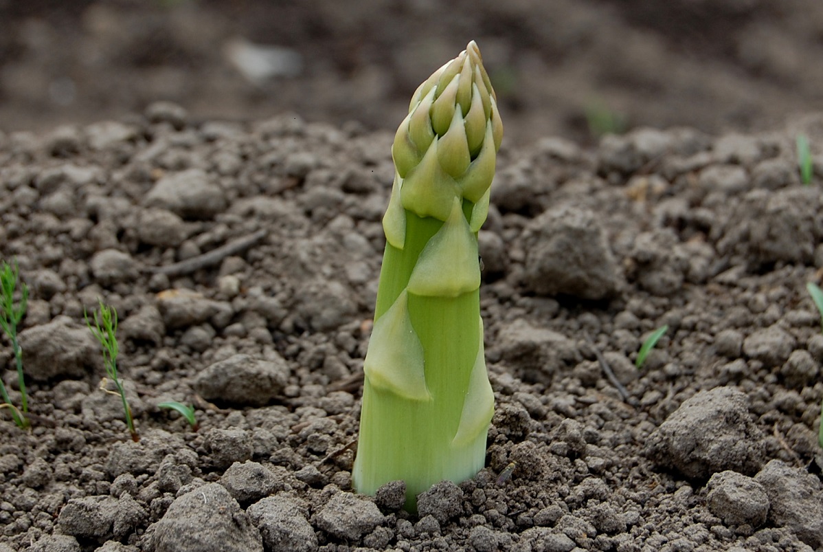 Turion d'asperge © Nelly-Flickr