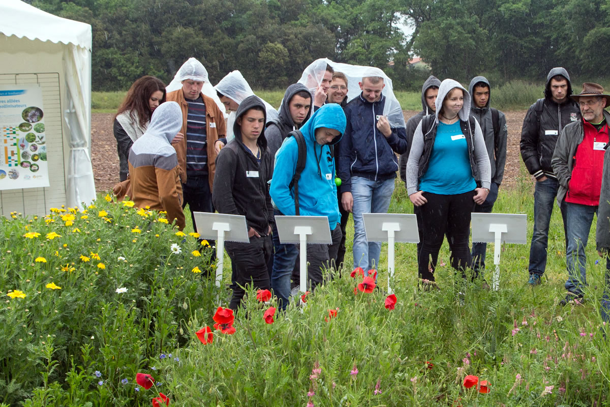 Visite d'une collection de plantes fourragères, Journée biodiversité, mai 2016 à Bourg-Lès-Valence © SEMAE-Géraldine Berne