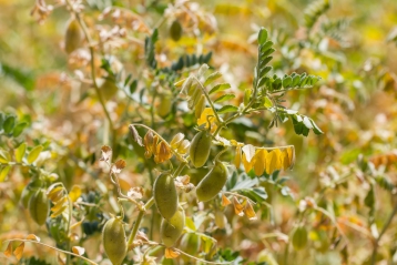 Lire :Le pois chiche, une culture écologique source de protéines