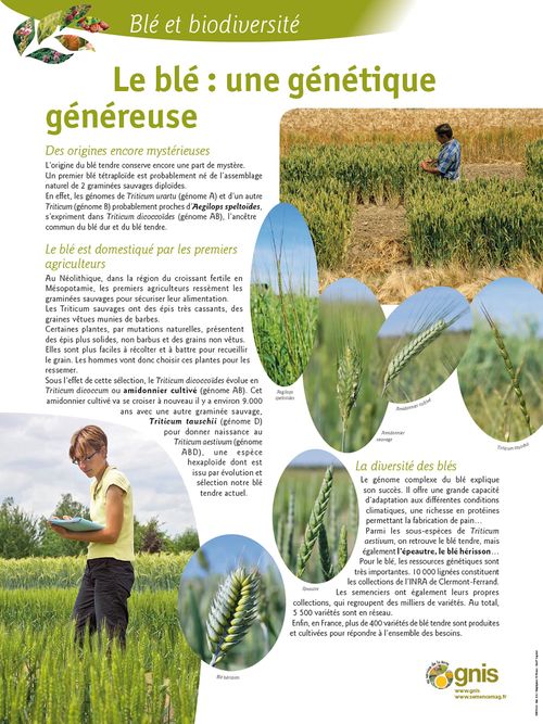 Lire :Le blé : Une génétique généreuse
