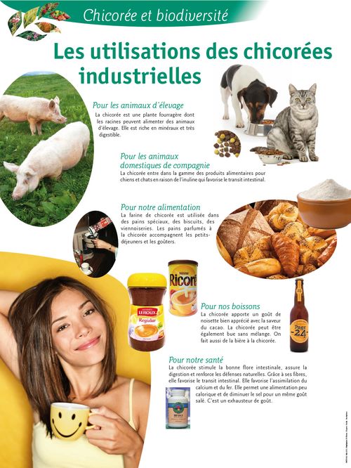 La Chicoree Une Culture Historique