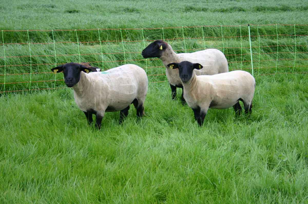 Le maintien d'un couvert végétal est un des axes majeurs de l'agriculture régénératrice. © SEMAE- Julien Greffier