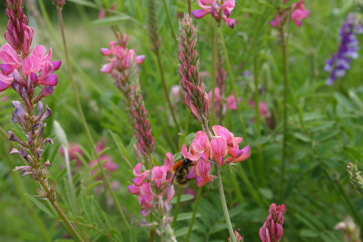 Sainfoin © Gnis-Julien Greffier